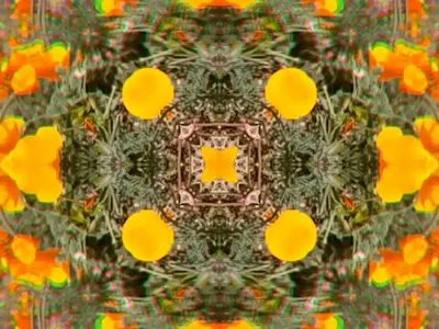 Abstract Poppies 3d animation artist artistic branding california design designer flower graphic design kaleidoscope motion graphics music nature poppy spring surreal video video artist video design
