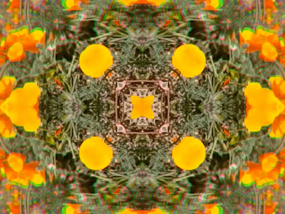 Abstract Poppies 3d animation artist artistic branding california design designer flower graphic design kaleidoscope motion graphics music nature poppy spring surreal video video artist video design