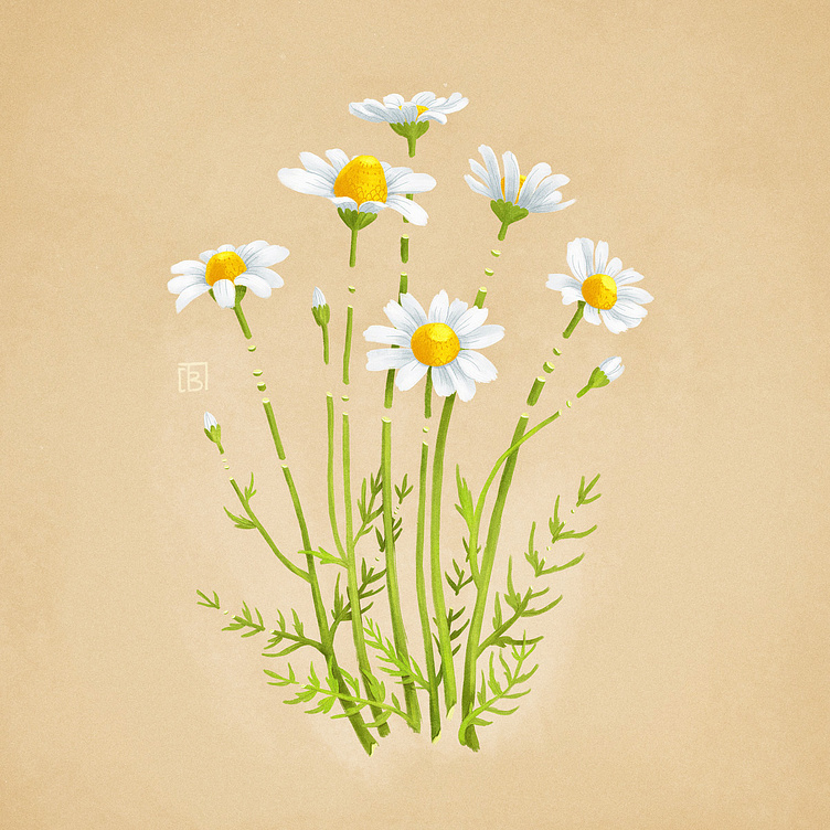 Chamomile tea by Tanya Bosyk on Dribbble