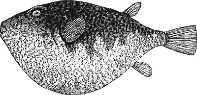 Various sea creatures and fish design graphic design illustration vector