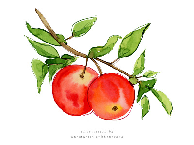 Apples on a branch watercolor illustration apple branch food fruit hand drawn illustration packaging watercolor