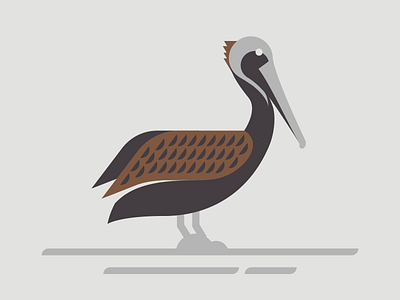 Pelican bird birds brown brown pelican design designer feather illustration illustrator louisiana pelican state birds vector water wing