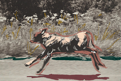 Springing Calf 2d artwork calf countryside illustration mixed media procreate