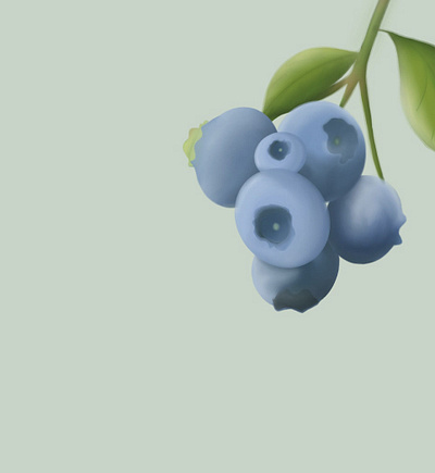 Blueberries graphic design illustration