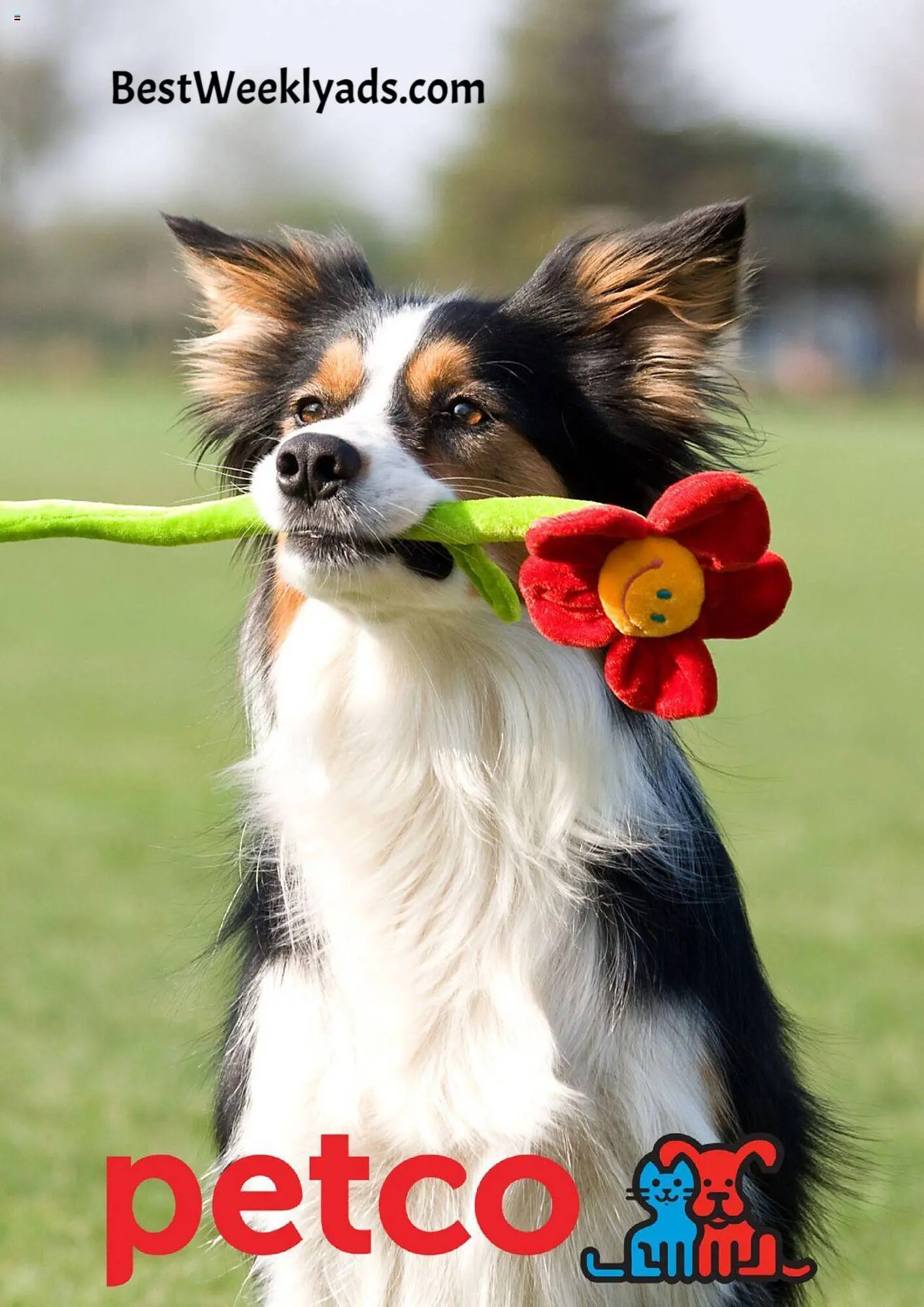 The Ins And Outs Of Petco Training Unlocking Associate Potential - otkmljq