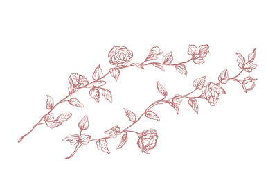roses set illustration illustration line art roses
