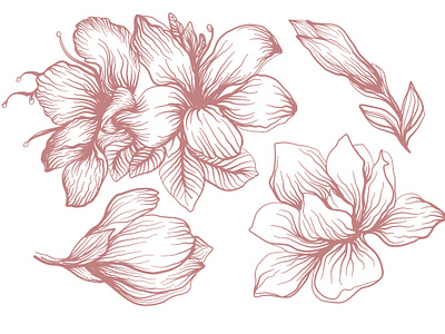 flowers set illusrtration illustration lilium lin art set