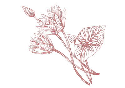 flower lotos illustartion set flower flowers graphic design illustration set