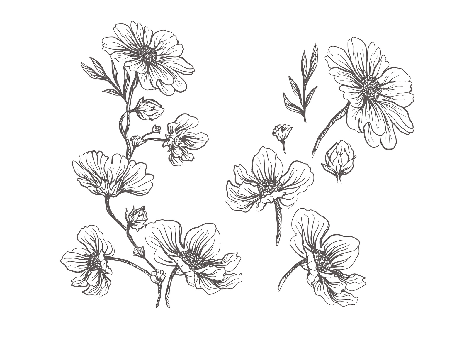 Flowers Set Design By Alenushka Skaska On Dribbble