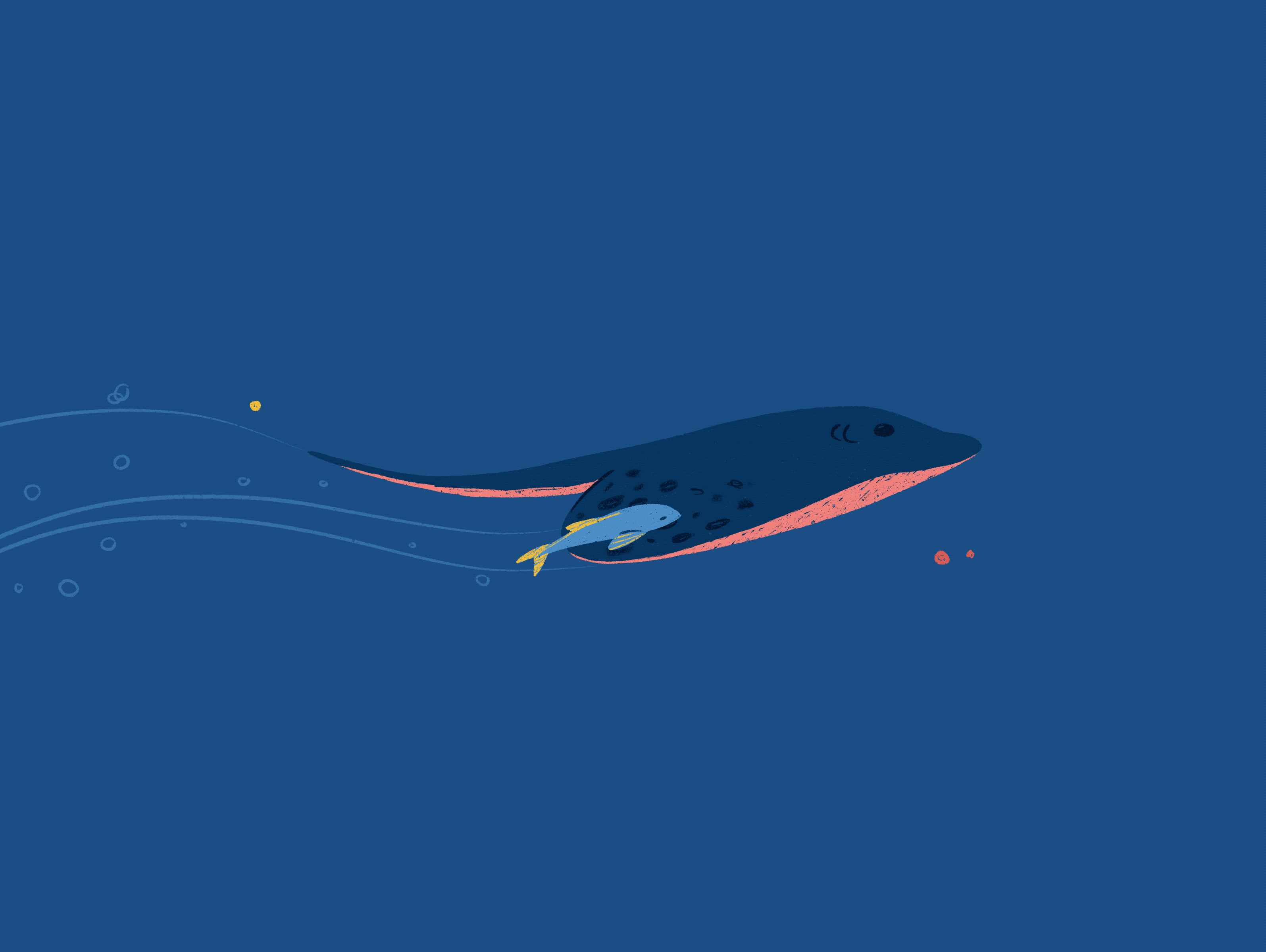 Rayfish cel animation 2d animation animation cartoon cel animation frame by frame illustration ocean procreate rayfish