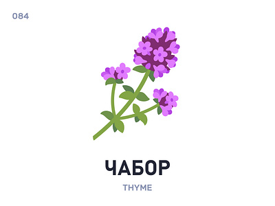 Чабóр / Thyme belarus belarusian language daily flat icon illustration vector