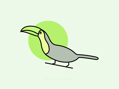 Keel-Billed Toucan bird bird illustration bird vector birds keel billed toucan line drawing vector bird