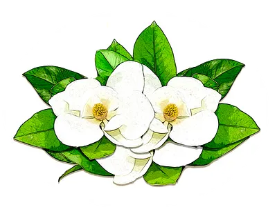 Magnolia vector illustration adobe illustrator adobe photoshop design digital art floral graphic design poster spring vector