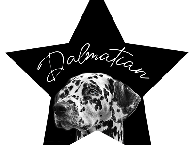 Dalmatian Dog Animal Head Pet Photography Dog portrait Pictures animal animals dalmatian dog design dog dog love dog lover dog owner dog owners dogs graphic design i love my dog illustration logo motion graphics pet pets star trending working dog