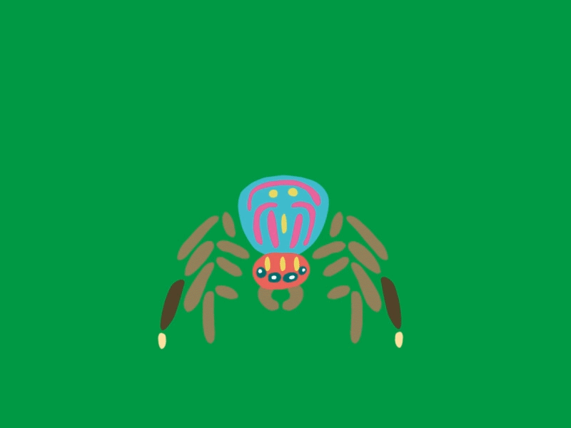 Peacock Spider {GIF} 2d after effects animated gif animation character dance motion graphics rigging toon boom harmony