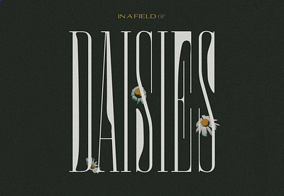 In a Field of Daisies. album cover design album design daisy design graphic design illustration pencil tool typography typography inspo