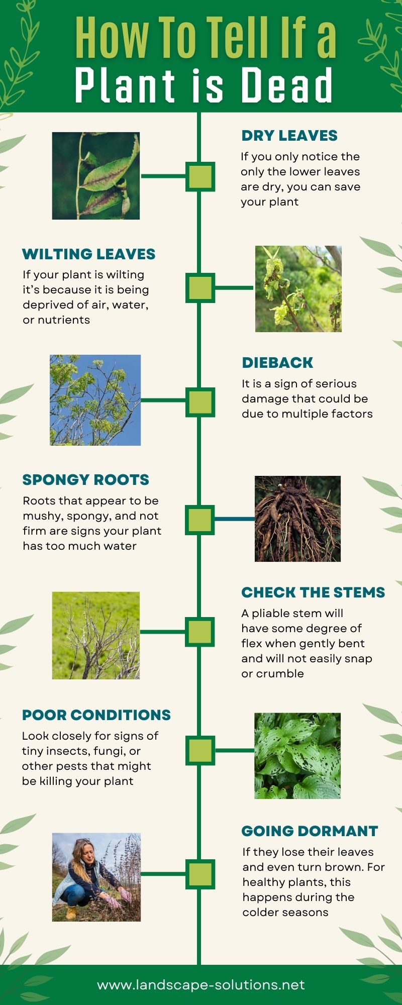 How To Tell If a Plant is Dead by Landscape Solutions on Dribbble