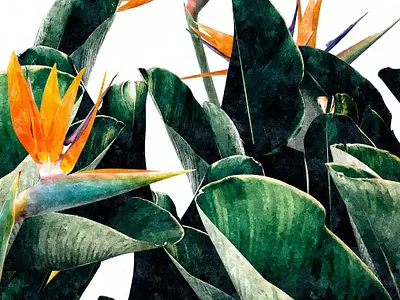 Paradise Bird, Nature Botanical Plant Floral, Tropical Garden fall