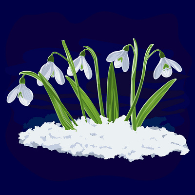 Snowdrops in snow illustration spring flowers