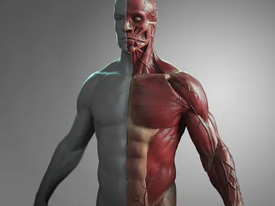 Character animation design graphic design illustration