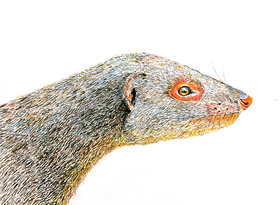 Mongoose illustration mongoose