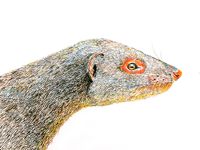 Mongoose illustration mongoose