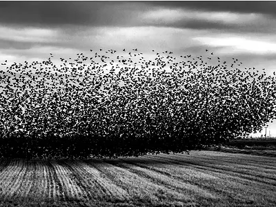 West Land , The Flock 3d branding illustration logo photography ui