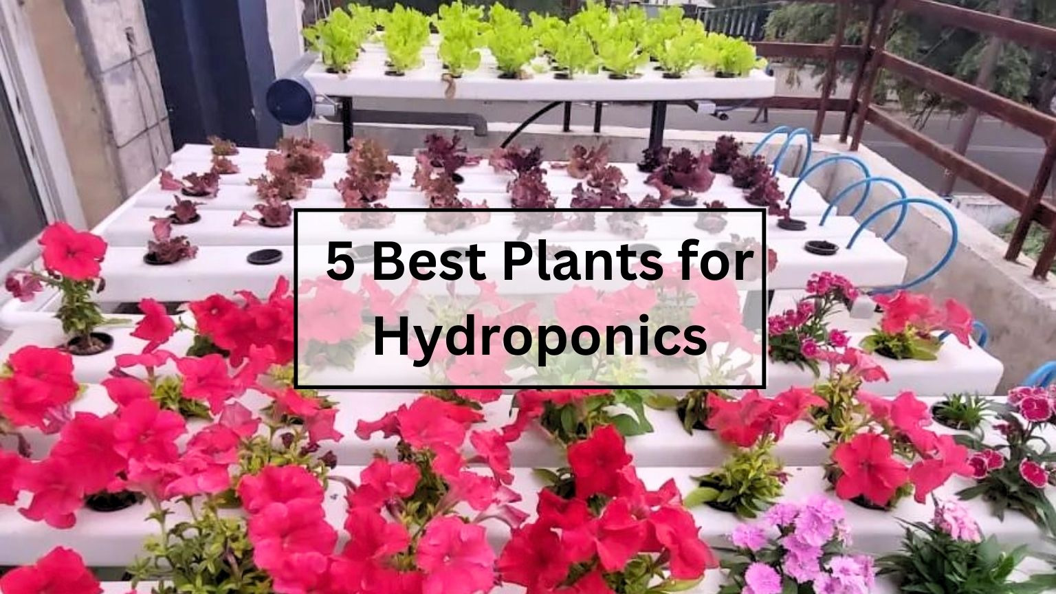 5-best-plants-for-your-hydroponic-system-inhydro-by-inhydro-on-dribbble