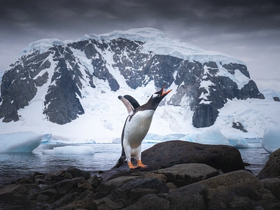 The Cuteness of Antarctic Penguins