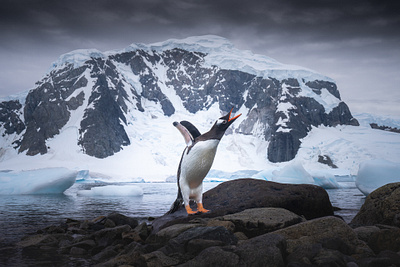 The Cuteness of Antarctic Penguins