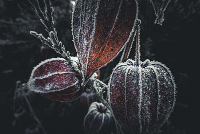 Frost triptych