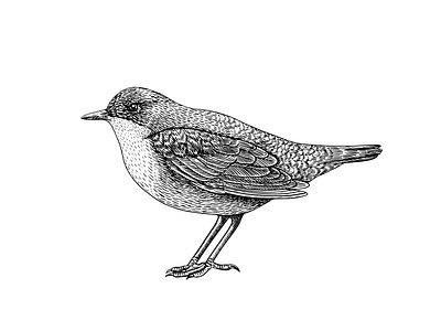 Dipper Bird animal illustration artwork bird black white black and white book illustration graphic illustration linocut