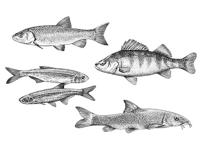 Fishes Illustration animals illustration artwork black white black and white book illustration dotwork graphic illustration procreate vintage