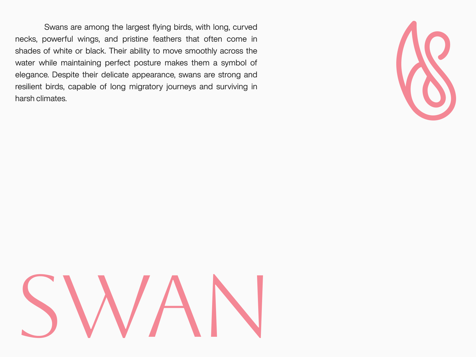 ARTbuburit Logo Day 0.11 animal animallogo black branding design graphic design idea ikon illustration logo minimalism minimalist pink swan ui vector white