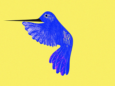 Del Tingo Al Tango for Mom animation bird blue digital emi emilysearle graphic design hummingbird illustration yellow