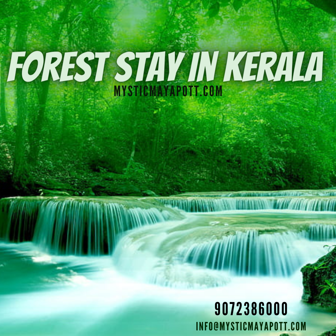 forest-stay-in-kerala-by-arontech-it-solutions-on-dribbble