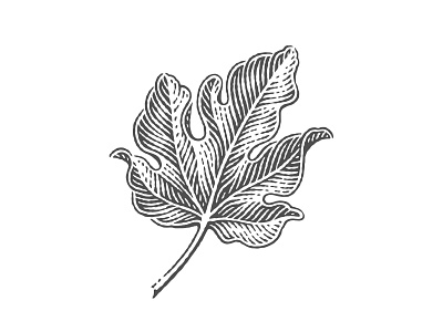 Fig leaf for Twinings tea package engarved engraving etched etching fig label leaf linocut old pen and ink vector engraving vintage woodcut