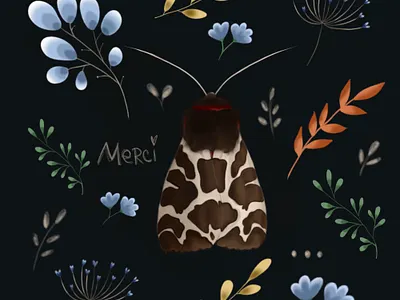 Papillon de nuit design graphic design illustration picture procreate