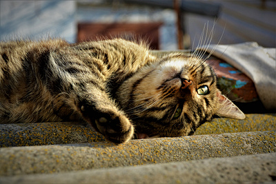 Отдых кота весна кот отдых фото