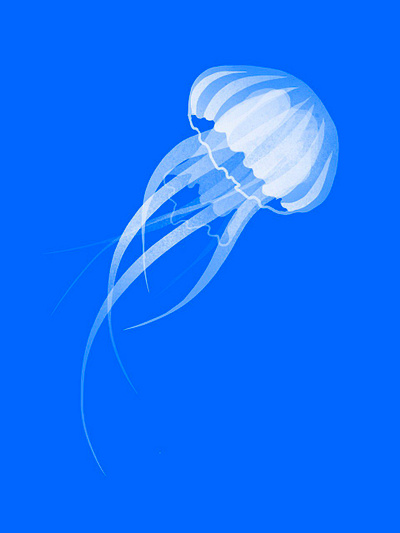 Jellyfish cartoon character design design digital art illustration procreate sketch