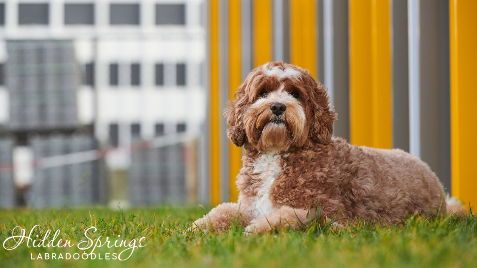 Labradoodle Puppies In New Jersey by Hidden Springs Labradoodles on