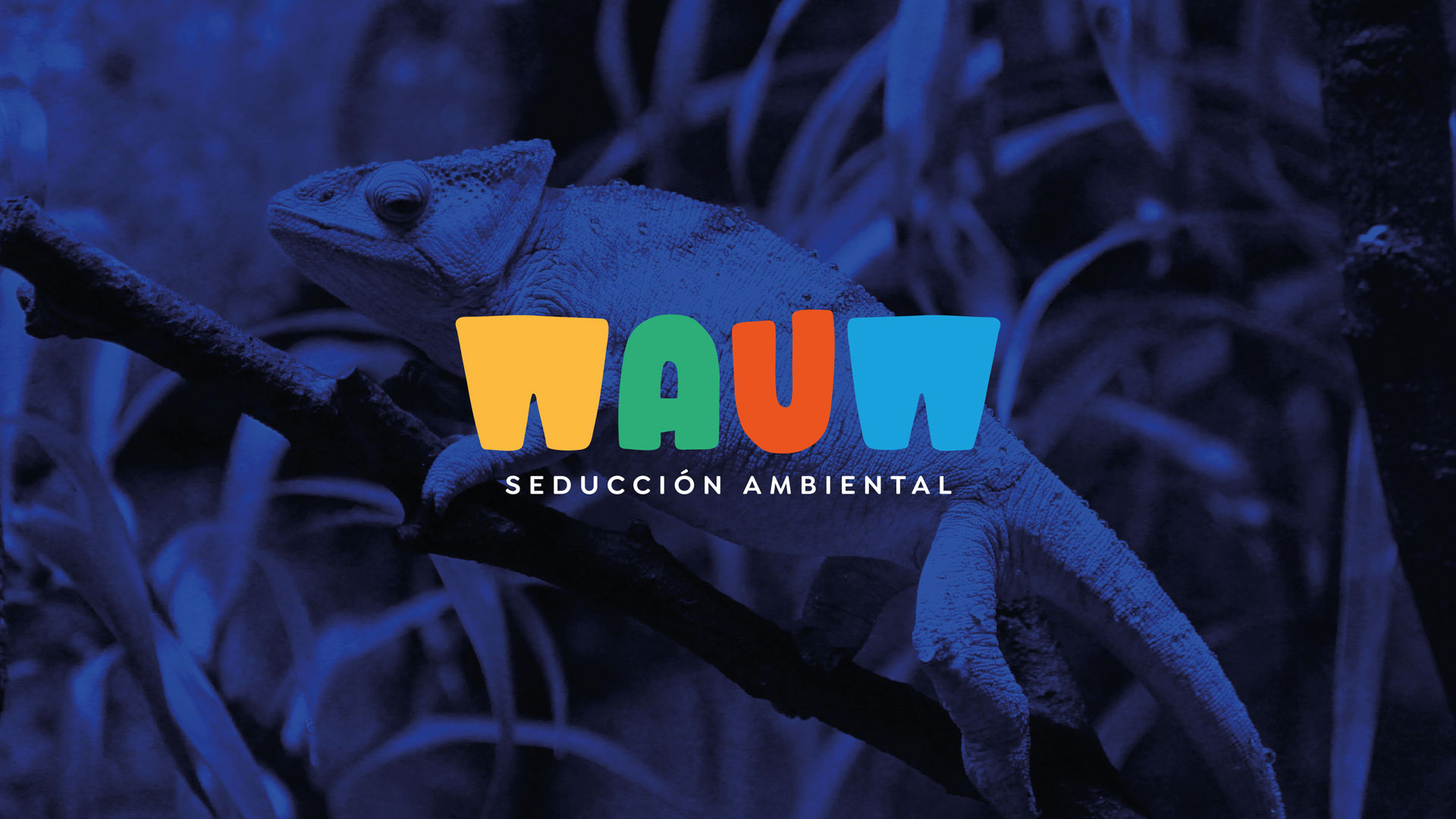 Logo design for Wauw branding design logo