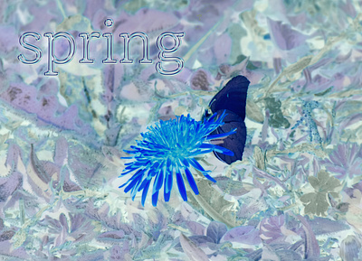 Spring 2023 blossom blue butterfly fleur flower nature papillon photographie photography printemps purple spring spring 2023 typographie typography