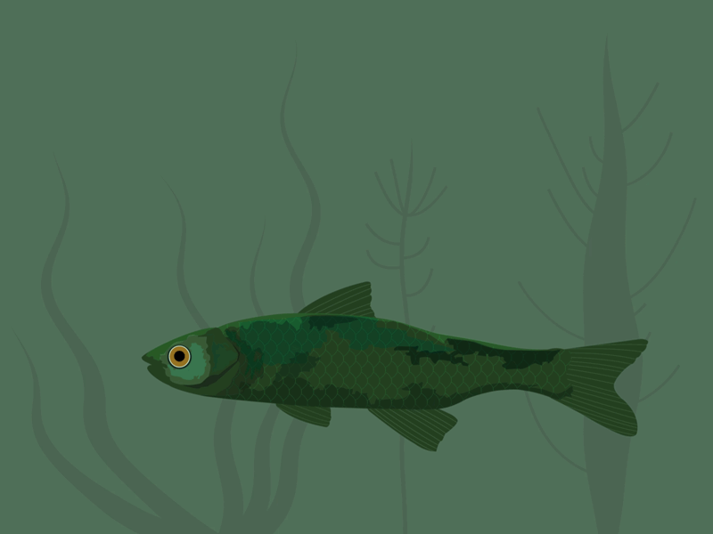 Green Fish animation illustration motion graphics vector