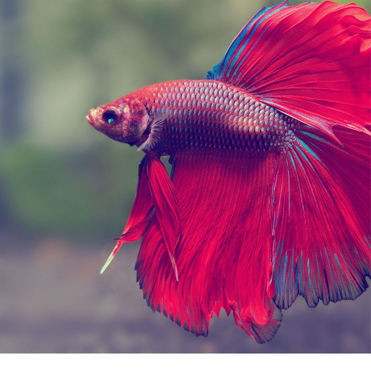 do betta fish need light by offpage3213246 on Dribbble