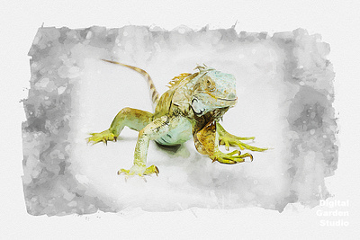 watercolor iguana
