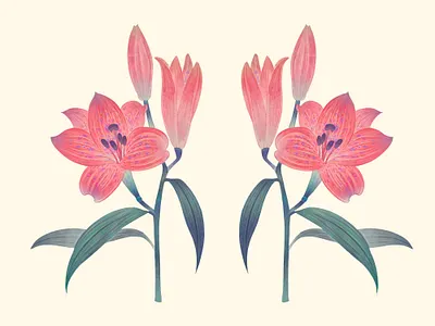 lily animation flower