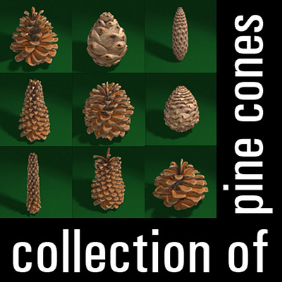 pine cone models 3d möodel animation motion gfx nature pine cone rendering