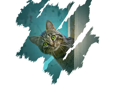 Cat Scratch Transparent Design bloody scratches