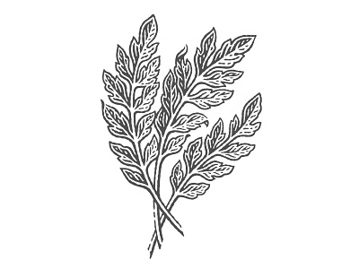 Maca leaves for Twinings tea package engraved engraving etched etching leaf maca package pen and ink scratchboard vector engraving woodcut